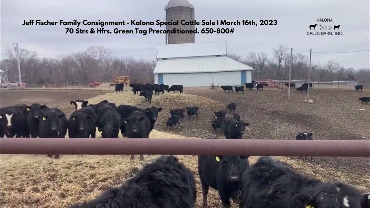 Special Cattle Sale 3/16/23 Kalona Sales Barn, Inc. YouTube