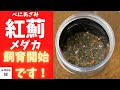 【緊急動画】紅薊（べにあざみ）メダカに偶然出会った！探していたメダカ！水槽立ち上げて早く我が家の一員になるのだの巻！【メダカ飼育】【メダカの奴】