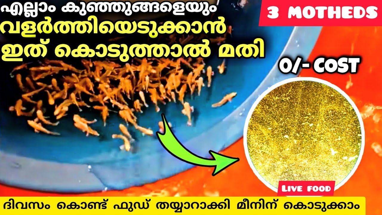 ഈ തീറ്റ കൊടുത്തു എല്ലാകുഞ്ഞുങ്ങളെയും വലുതാക്കിഎടുക്കാം100%|how to create infusoria culture/infusoira