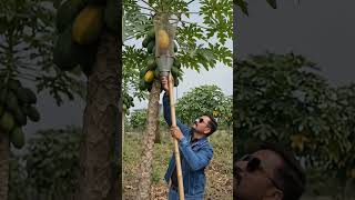 Papaya Todne Ka Gajab Desi Jugad! 🪵🍈 #shorts #farming #jugad #youtubeshorts