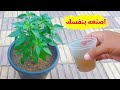طريقة تحضير أفضل سماد طبيعي اورجانيك غني بعنصر البوتاسيوم اصنعه بنفسك
