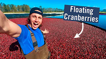 CRANBERRY HARVESTING - Why do they flood the fields?