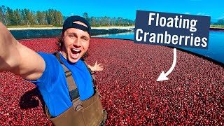 CRANBERRY HARVESTING - Why do they flood the fields?