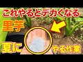 【今すぐやって】里芋を拳くらいの大きさにするためにやる〇〇作業について