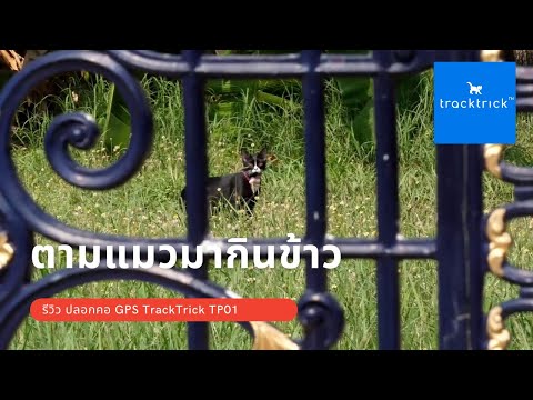 รีวิว ปลอกคอ GPS Tracktrick TP01 ตามแมวกินข้าว