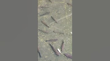 nuôi cá bống dừa không cần nước cao