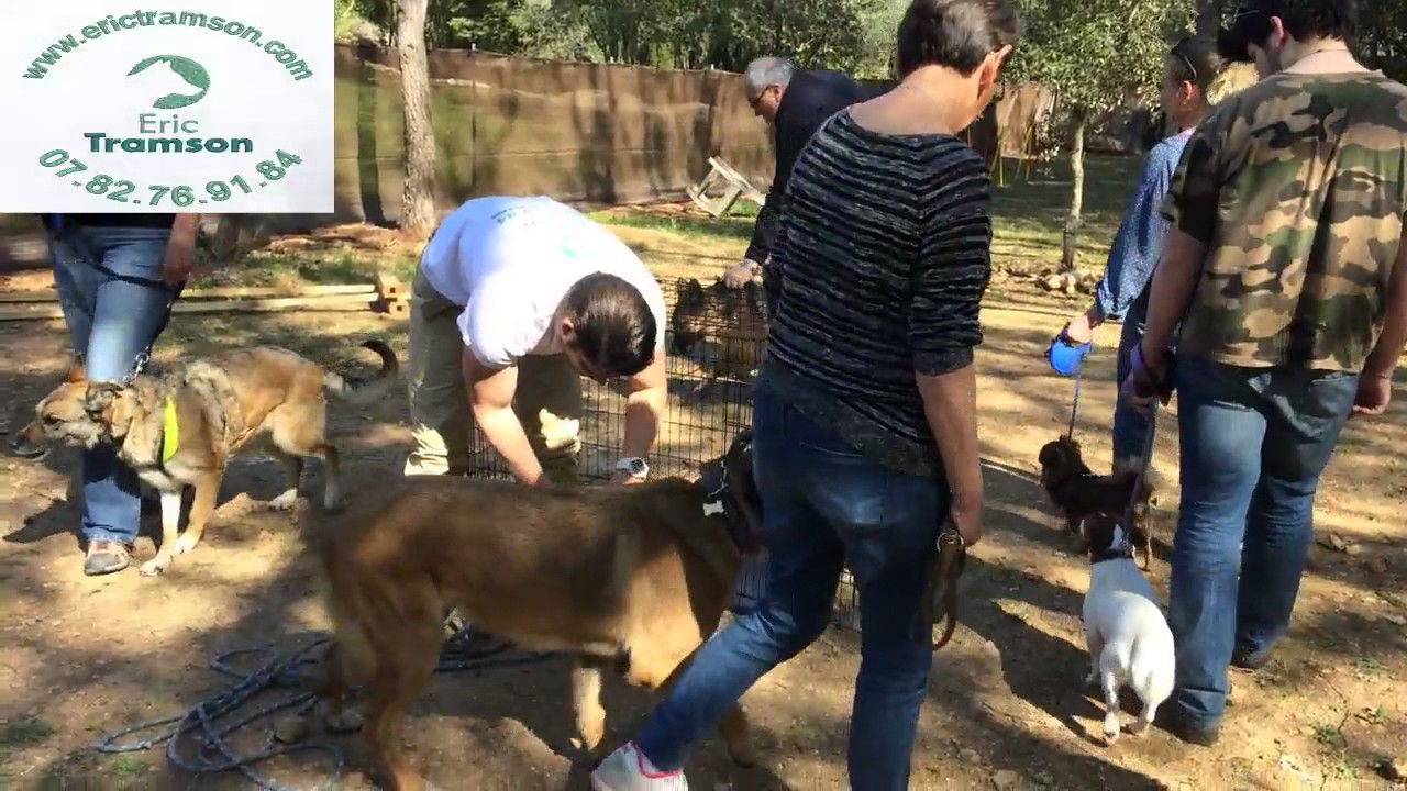 COMMENT EDUQUER BULL DOGUE FRANCAIS AGRESSIF CHIEN/ 1/ EDUCATEUR CANIN VAR/ERIC TRAMSON - YouTube