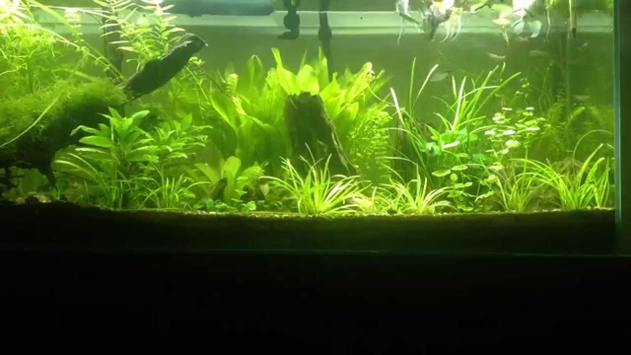 aquarium eau chaude aquarium eau chaude repas scalaire corydoras et nez type amazonien aquarium eau chaude aquarium eau chaude repas scalaire corydoras et nez type amazonien