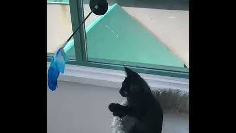 Petite is playing pidan Cat Teaser