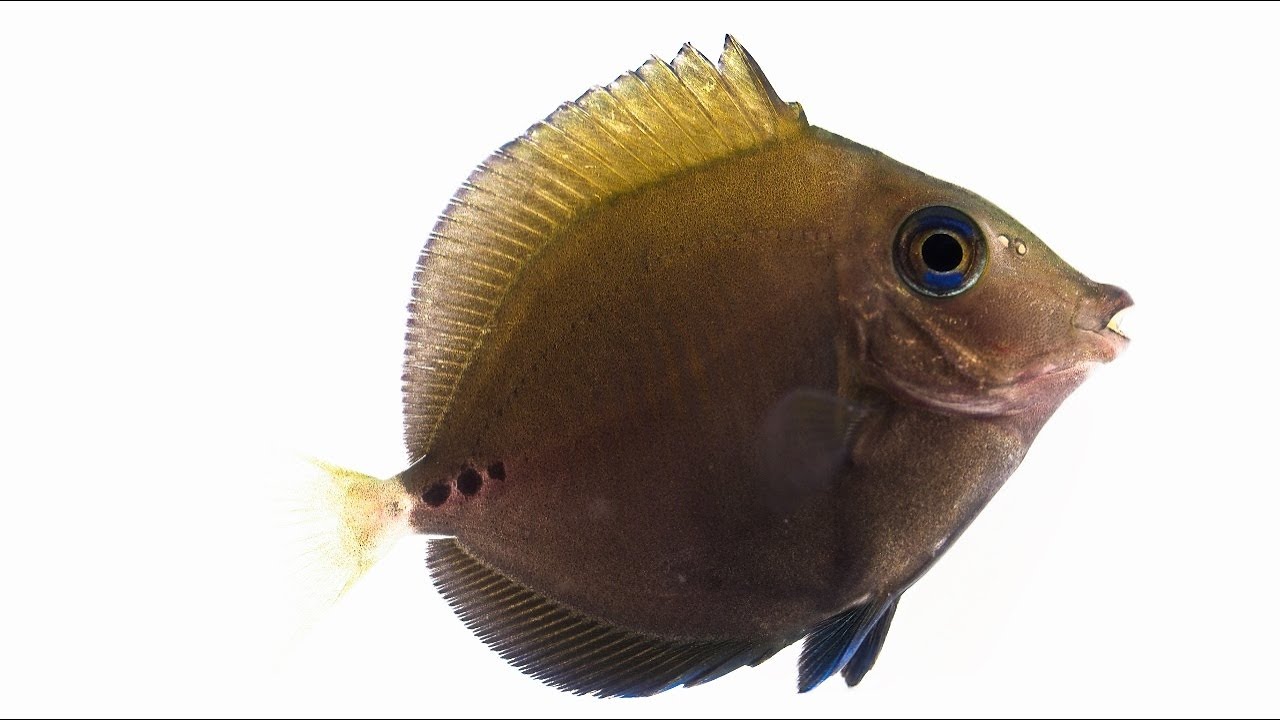 ニザダイ類幼魚 稚魚 漁港へいこう 動画で 岸壁採集 図鑑 Youtube