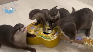 カワウソの子どもたち、ママからギターの使い方を学ぶ！　Otter Children Learn How to Use the Guitar