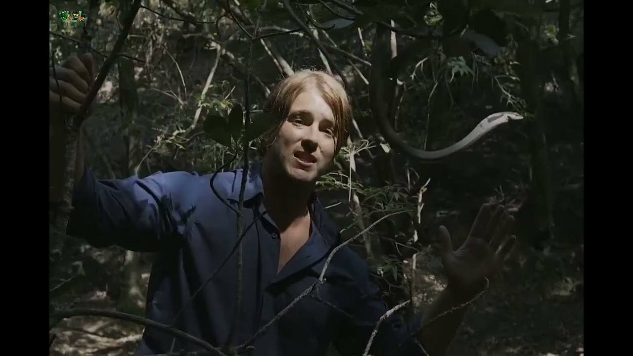 Africa's most dangerous snakes part 8 