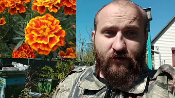 Растения от клещей. Что мы сажаем на участке и за забором. Клещи бегут!!!!!