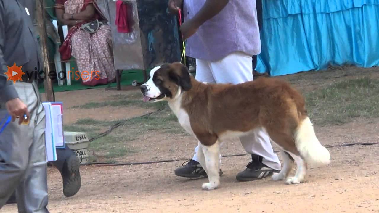 st bernard show