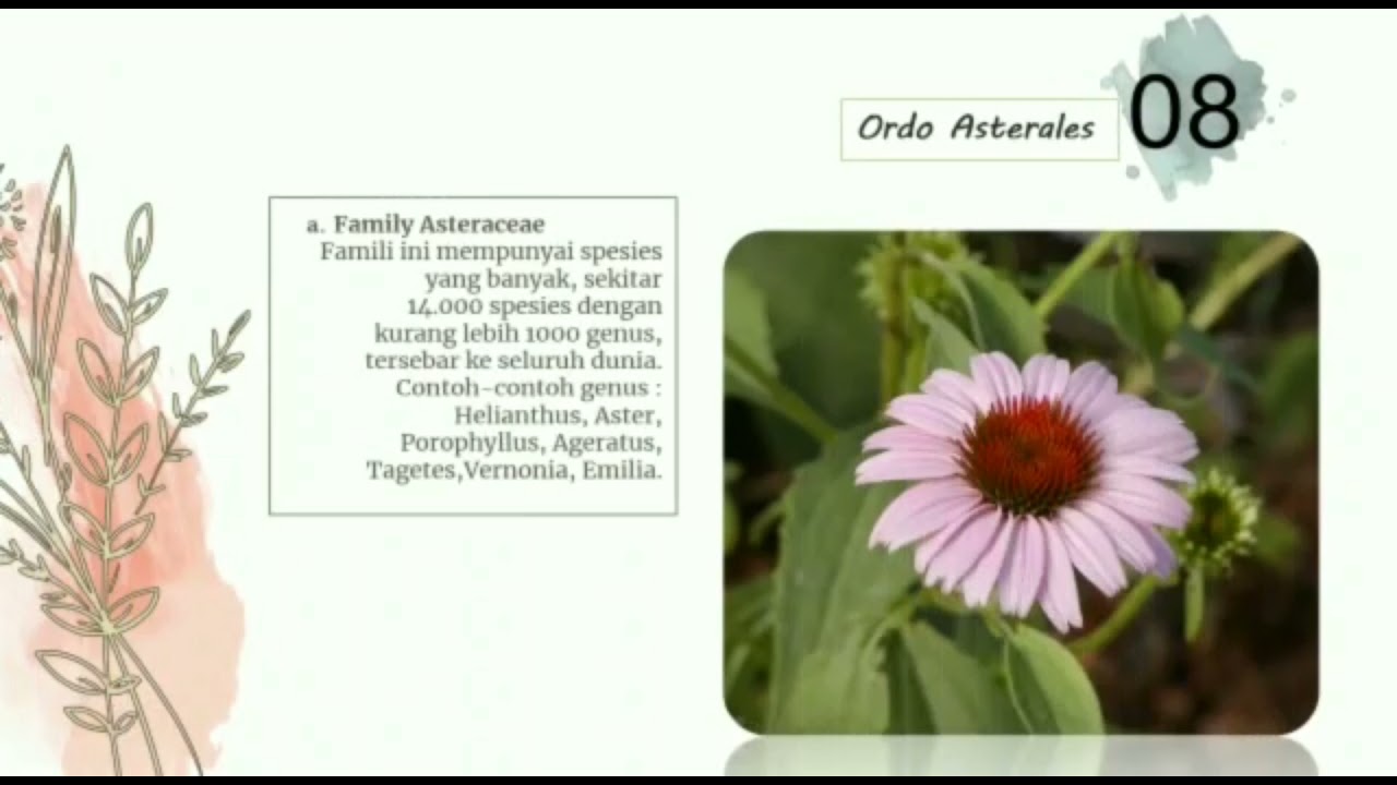 KEANEKARAGAMAN & KLASIFIKASI TUMBUHAN BERBUNGA (ASTERIDS)