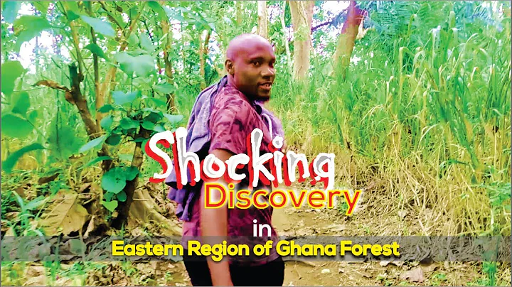 PALM TREE WITH 3 HEADS | TREE GROWS ON THE ROCK | S3X ORGANS ROCK | UMBRELLA ROCK  .IN EASTERN GHANA