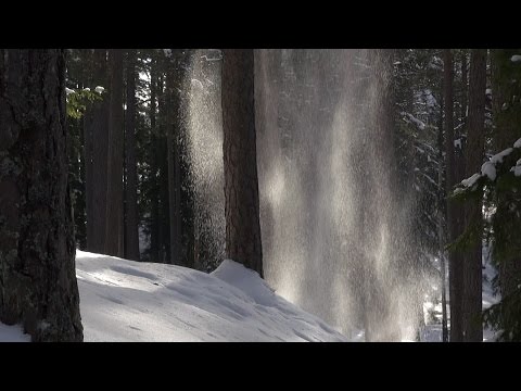 Om skogen i