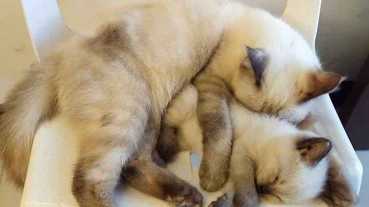 Video 919531: himalayan cat, sweet himalayan