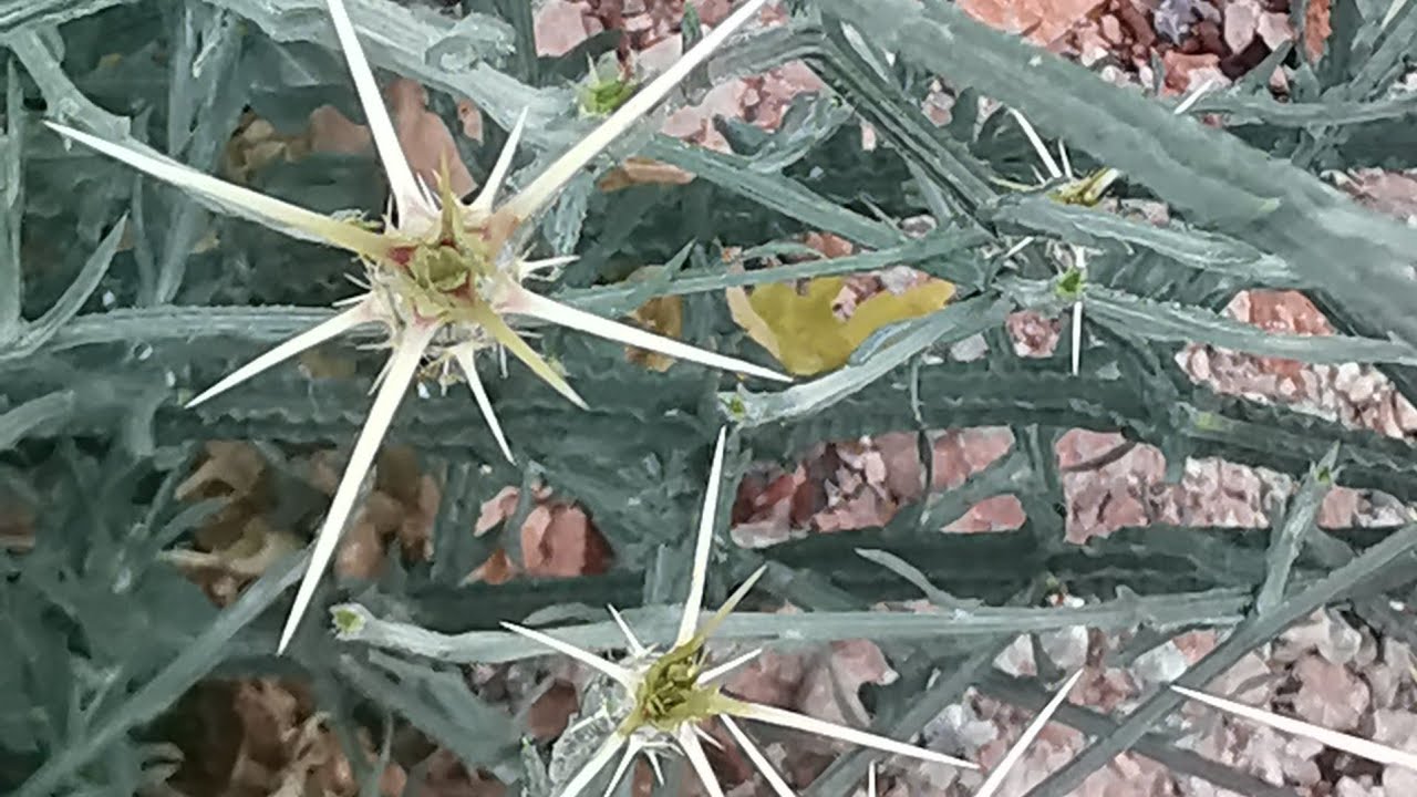 Αζογκάθι ή Κενταύρια του θερινού ηλιοστασίου (Centaurea solstitialis) σε ακαλλιέργητα χωράφια