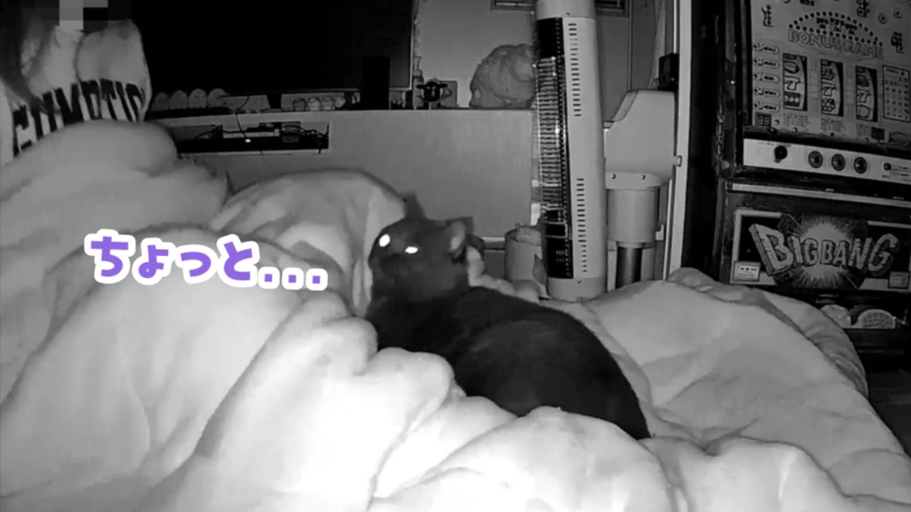 足の間で寝る猫と、ヒーター猫と…