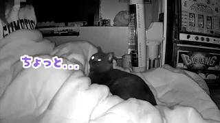 足の間で寝る猫と、ヒーター猫と…