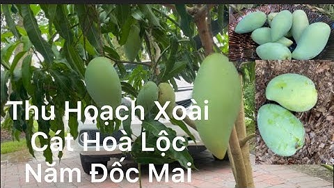 Thu Hoạch xoài- Cát Hoà Lộc, Nam Đốc Mai