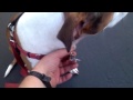 How To End Dog Leash Pulling How To End Dog Leash Pulling