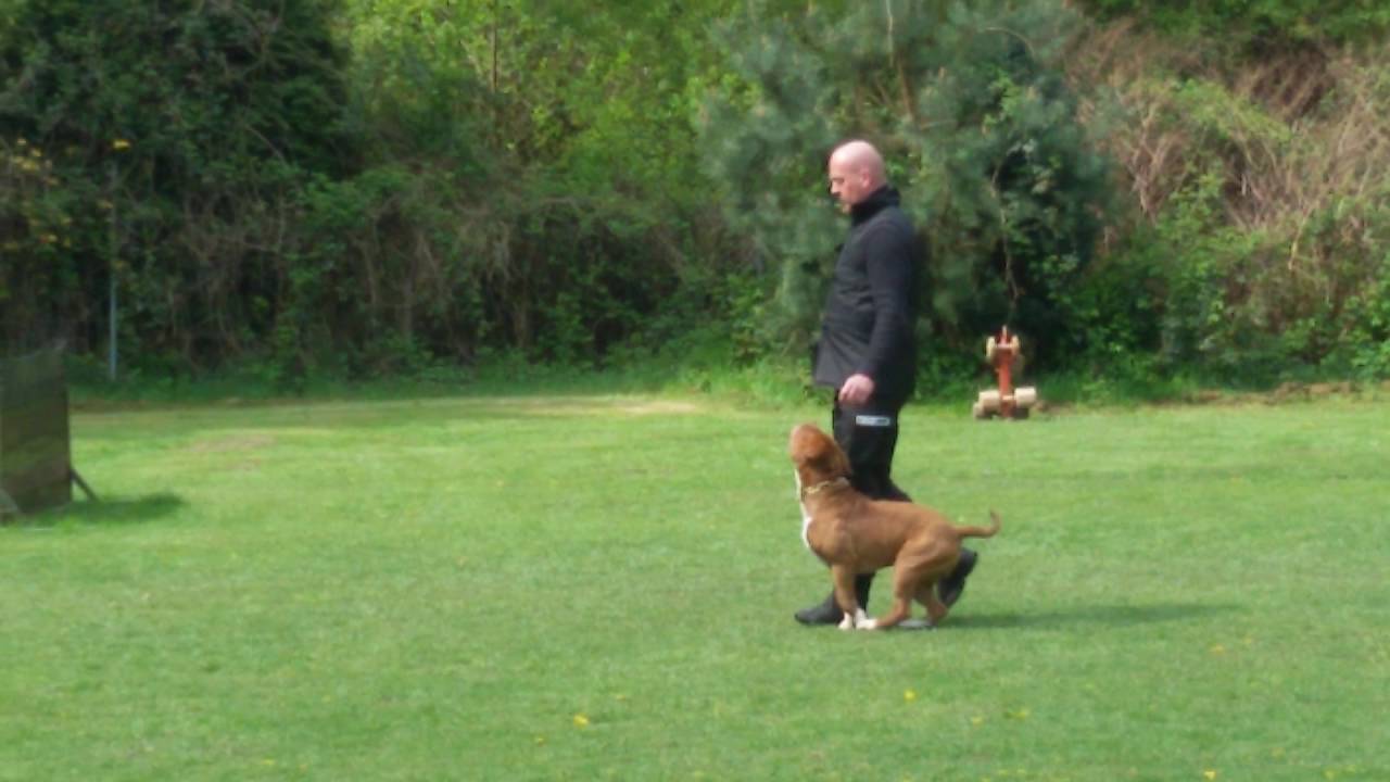 OEB   Bulldogge   IPO  Unterordnung  .