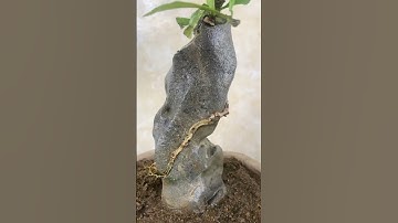 220k cây duối ký đá lũa mini, chất đá hàng chọn! Zl o867, 010, 990 #bonsai