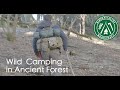 Overnighting in ancient woodland  tips from an exroyal marine