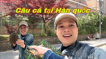 Câu cá không cần dùng mồi tại Hàn quốc | Bo phạm