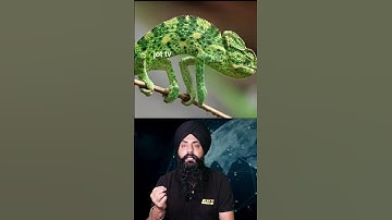 The Homing Instinct: How Pigeons Always Find Their Way Home #Pigeons #Navigation #HomingInstinct