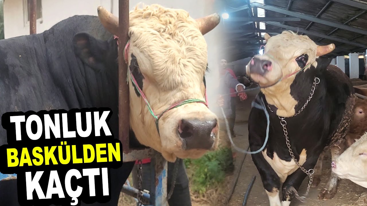 TONLUK KURBANLIK BASKÜLDEN KAÇTI 2025