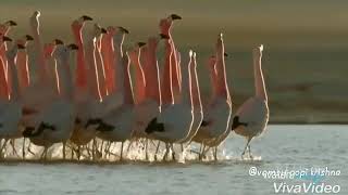 Bulliguva full video song ROBO 2.0
