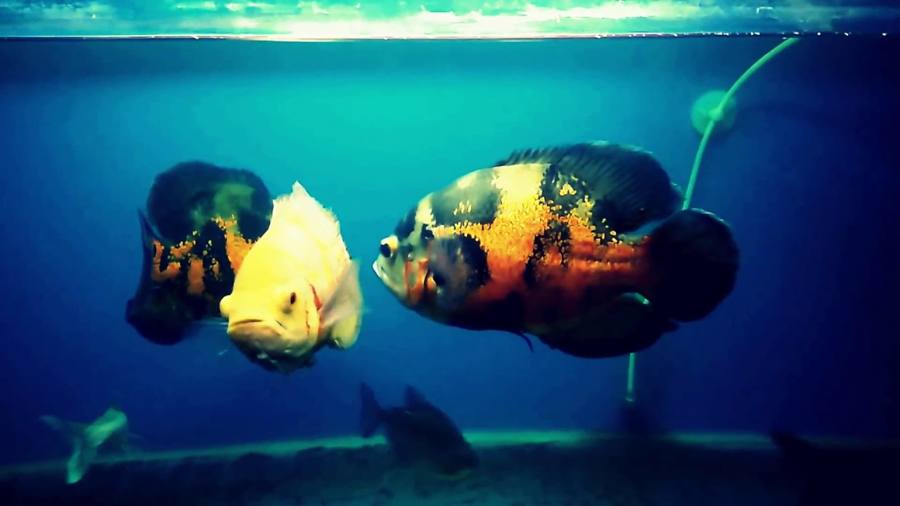 OSCAR FISH COMMUNITY TANK - YouTube