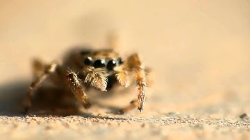 Panasonic Lumix fz100 + Raynox DCR 250 - Super Macro Spider