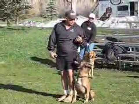 http://www.sitmeanssit.com Fred Hassen with Dave Skoletsky demonstrate "Heel" and "Watch" with a remote dog training collar . Taken at Sit Means Sit"Live" se...