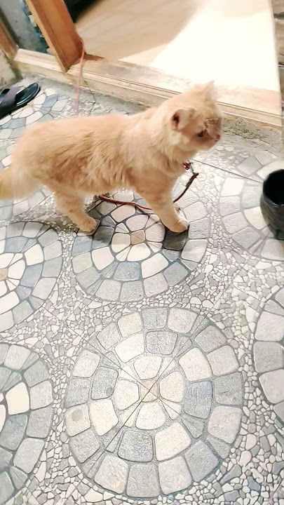 #cat#catlovers purusha buthisaliya erukurathu podatiku pudikathe😹😂#youtubeshorts#funny#comedy 🤣😂