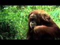 Orang Utans auf Borneo (HD Video!)
