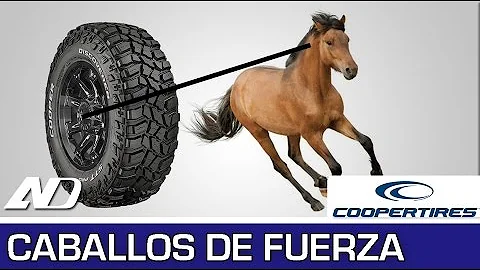 ¿Qué fuerza tiene una coz de caballo?