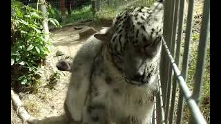 Awww. adorable snow leopard purring!!!!