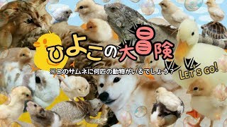 ヒヨコが様々な動物と友達になろうと冒険に出掛けたら…The result of a chick trying to make friends with different animals.