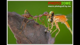 macro photography : koleksi photo macro semut by. Niin Abe