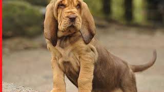 Bloodhound Obedience Training by Mark Mendoza - Dog Training Tips 800 views 5 years ago 54 seconds