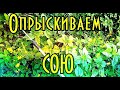 Опрыскиваем сою необычным способом #vseklevo #синийтрактор