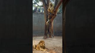 Lion Spares Baby Monkey As Mother Rushes In