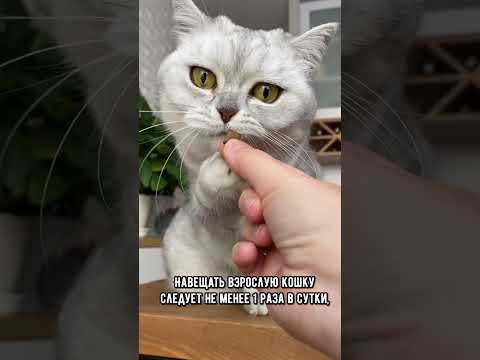 Где и с кем лучше оставить котика на время отъезда хозяина #кошка #коты #кот