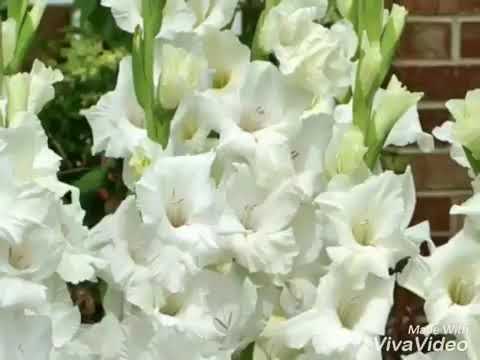 Video: Cultivăm Gladioli. Partea 3