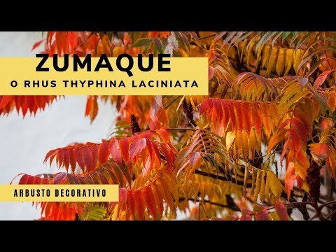 Video: Belleza exótica del zumaque. árbol de especias