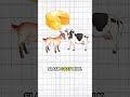 Cheese &amp; Ancient Egyptian Tombs